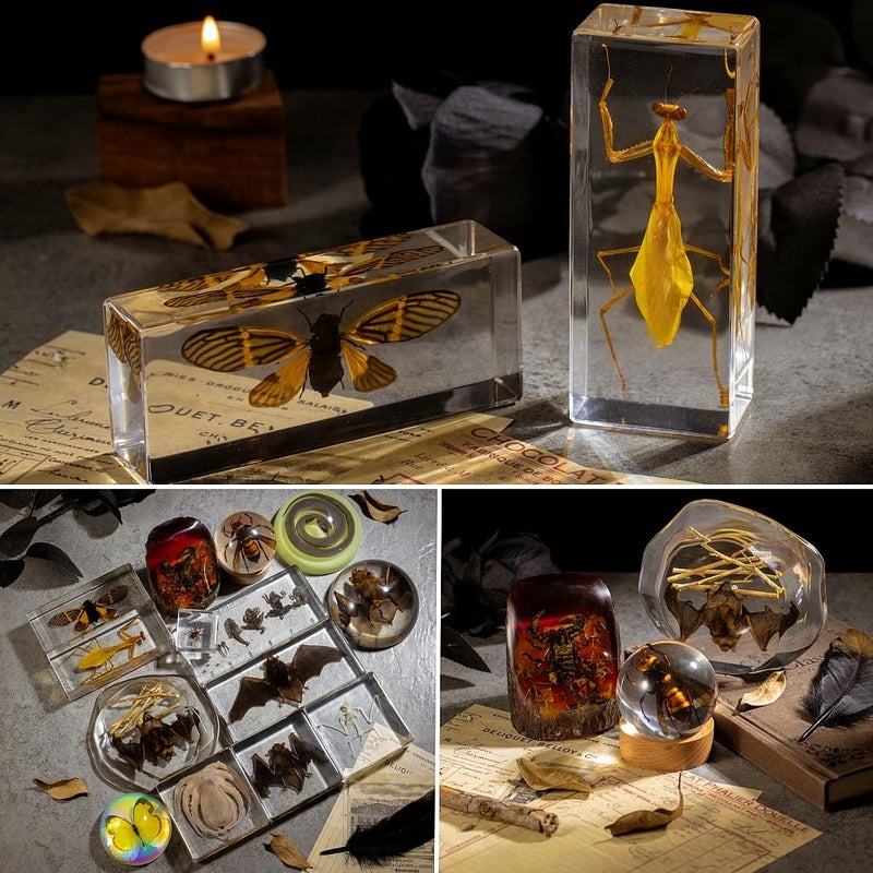 TOHTOFN Frog Development Specimen in Resin - Transparent Resin Block Showing Life Cycle from Egg to Adult Frog (5.5 x 2.5 x 0.8 Inches) - Image 2